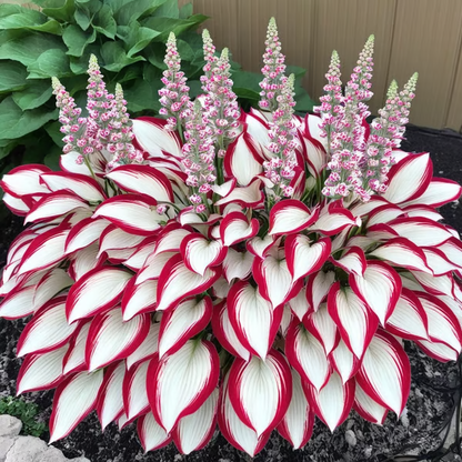 Premium Angel Flower Seeds