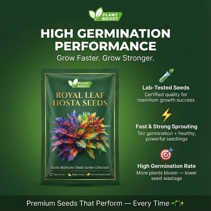 Premium Angel Flower Seeds