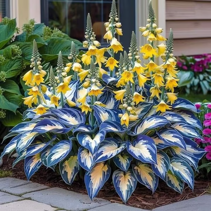 Premium Angel Flower Seeds