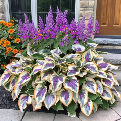 Premium Angel Flower Seeds
