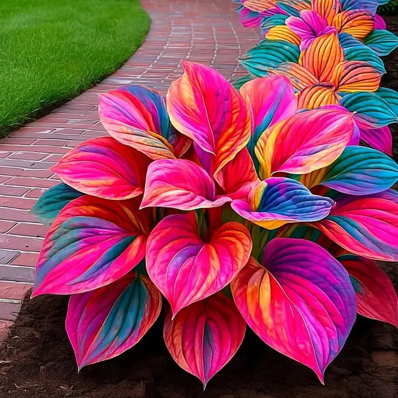 Premium Angel Flower Seeds