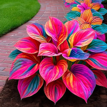 Premium Angel Flower Seeds