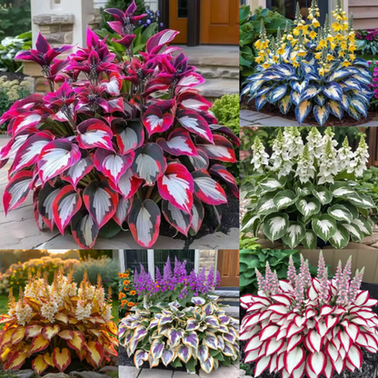 Premium Angel Flower Seeds
