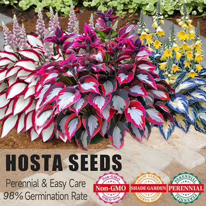 Premium Angel Flower Seeds