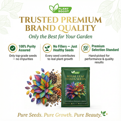 Premium Angel Flower Seeds